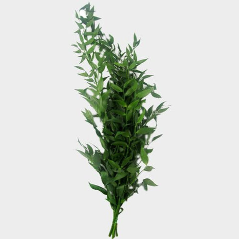 GREENERY - ITALIAN RUSCUS 150G