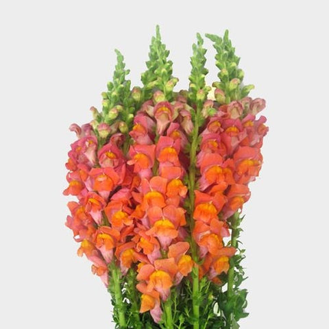 SNAPDRAGON - ORANGE