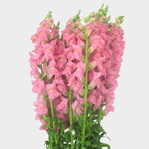 SNAPDRAGON - PINK