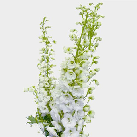 DELPHINIUM - WHITE