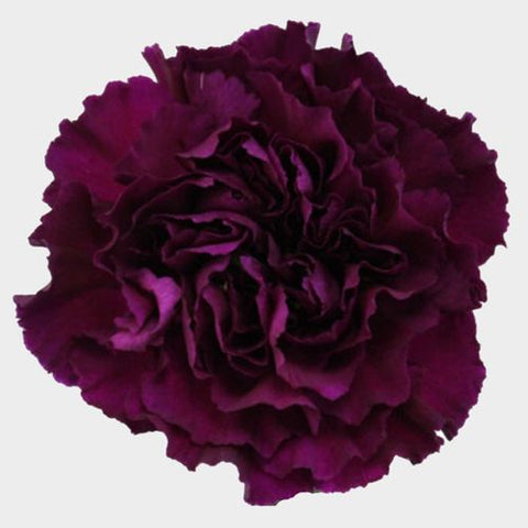 CARNATION - PURPLE