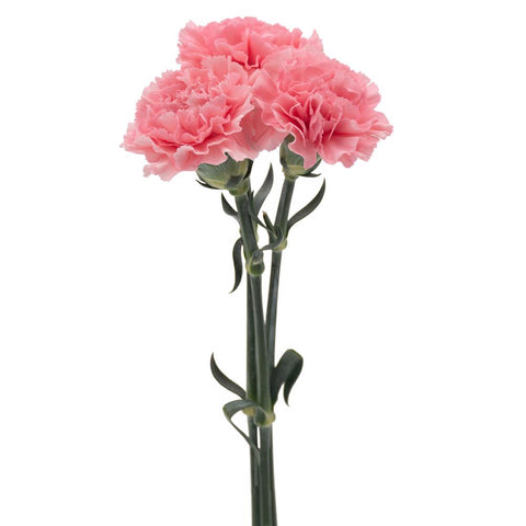 CARNATION - LIGHT PINK