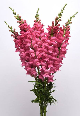 SNAPDRAGON - CHERRY ROSE