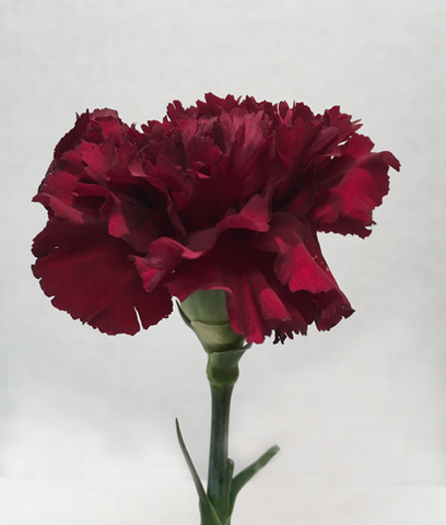 CARNATION - BURGUNDY