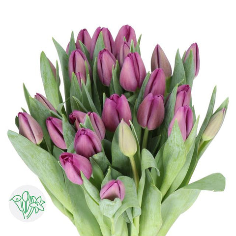 TULIPS - PURPLE