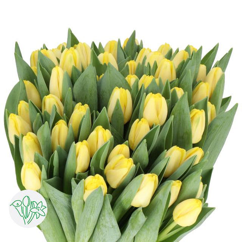 TULIPS - YELLOW