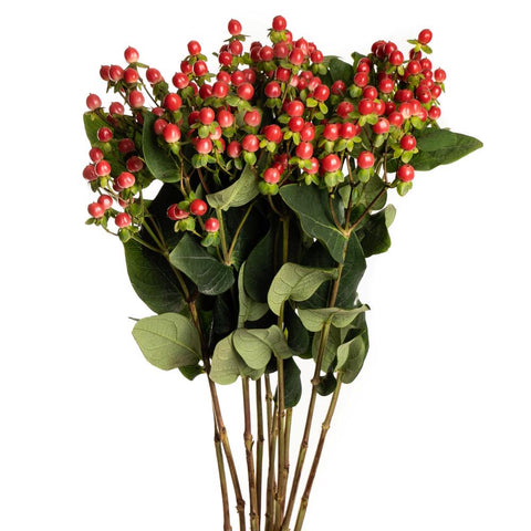 HYPERICUM - RED