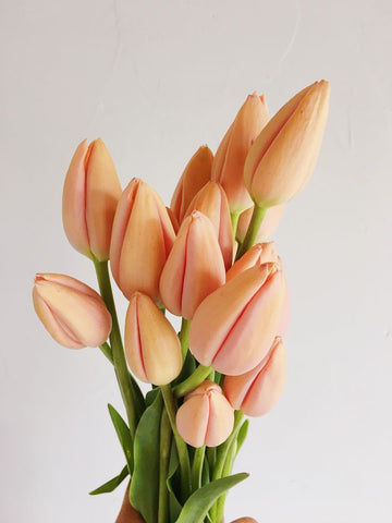 TULIPS - PEACH