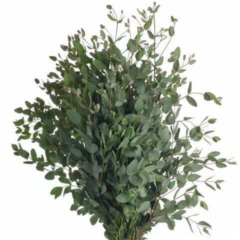 GREENERY - GUNNI EUCALYPTUS