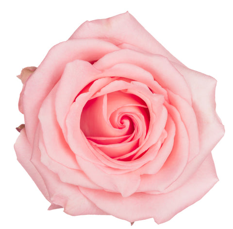 ROSE - PINK PULCINELLA