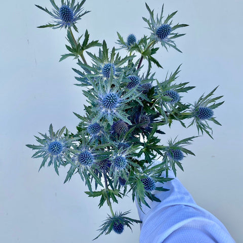 THISTLE - BLUE 10 STEM BU