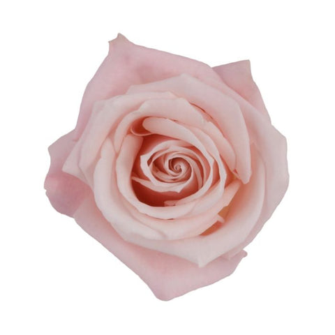 ROSE - BLUSH SWEET ESCIMO