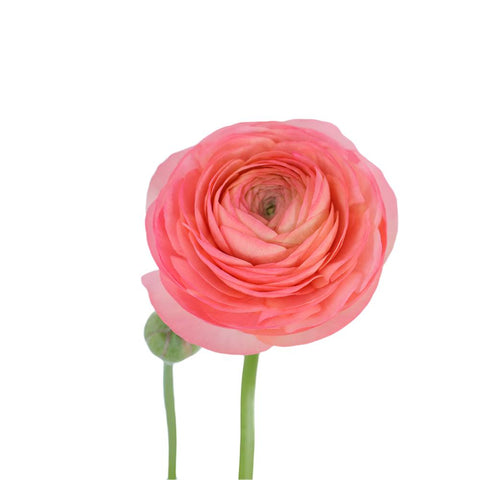 RANUNCULUS - CORAL