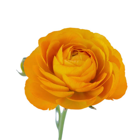 RANUNCULUS - ORANGE