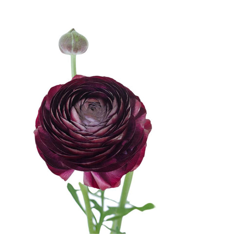 RANUNCULUS - PURPLE