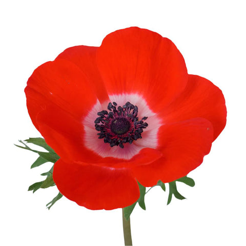 ANEMONE - RED