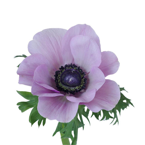 ANEMONE - LAVENDER