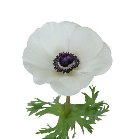 ANEMONE - WHITE