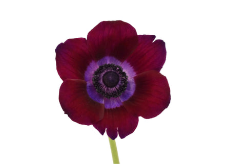 ANEMONE - BURGUNDY