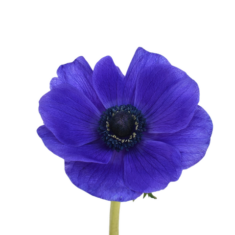 ANEMONE - BLUE