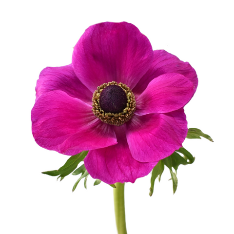 ANEMONE - HOT PINK