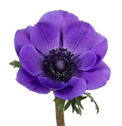 ANEMONE - PURPLE