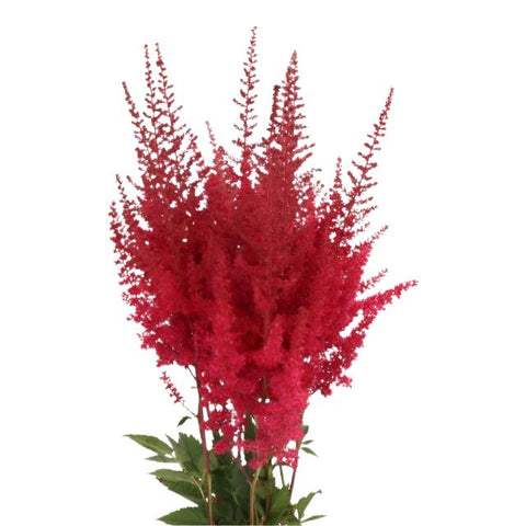 ASTILBE - BURGUNDY