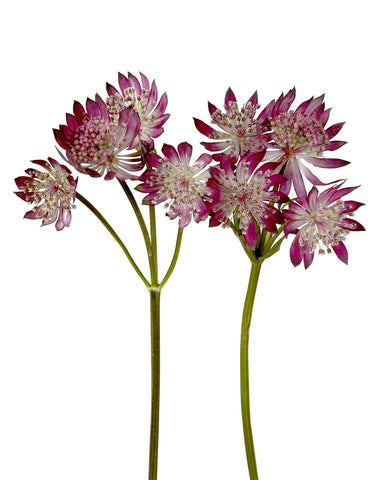 ASTRANTIA - DARK PINK