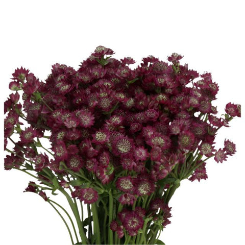 ASTRANTIA - PURPLE