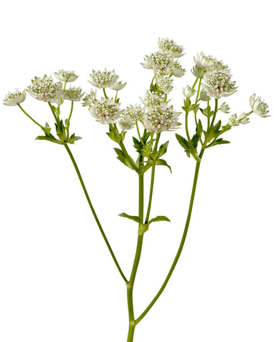 ASTRANTIA - WHITE