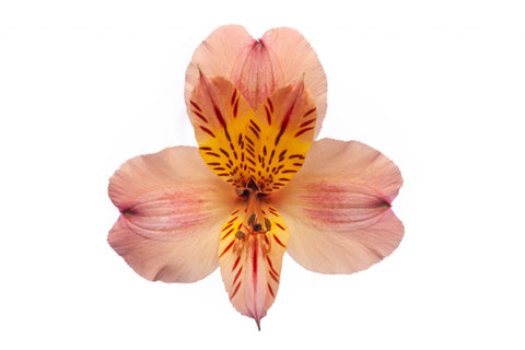 ALSTROEMERIA - PEACH