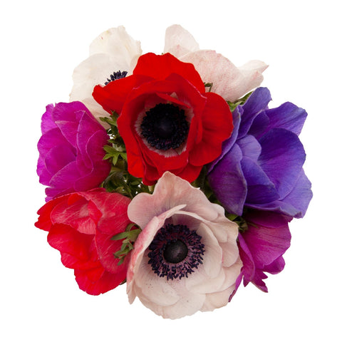 ANEMONE - ASSORTED