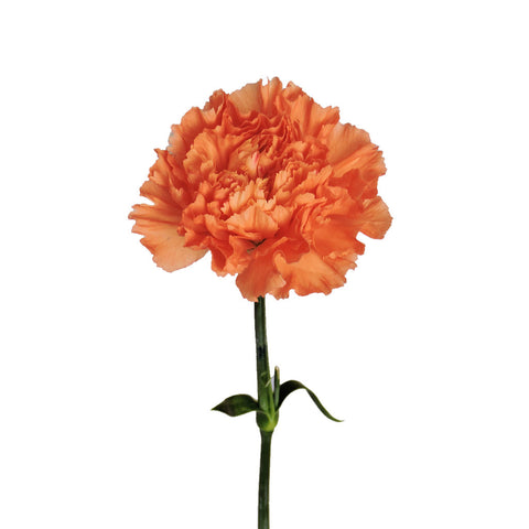 CARNATION - ORANGE