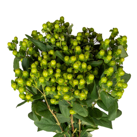 HYPERICUM - GREEN