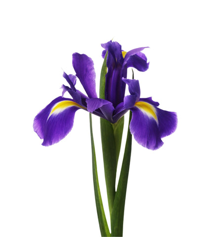 IRIS - BLUE