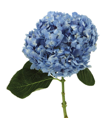 HYDRANGEA - PREMIUM BLUE