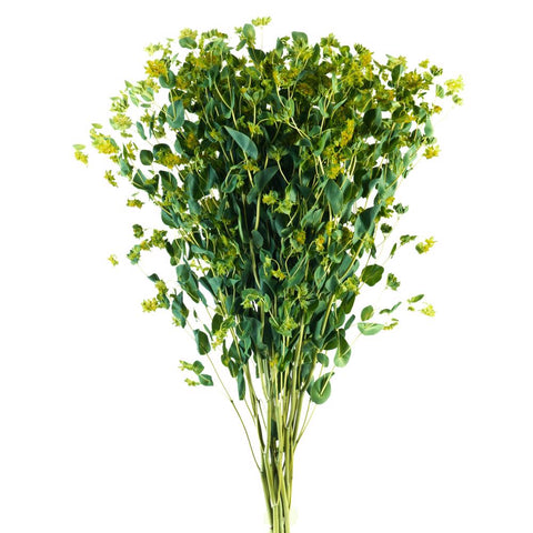 BUPLEURUM