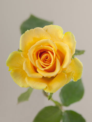 ROSE - YELLOW BUTTERSCOTCH