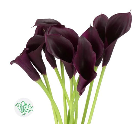 MINI CALLA - PURPLE