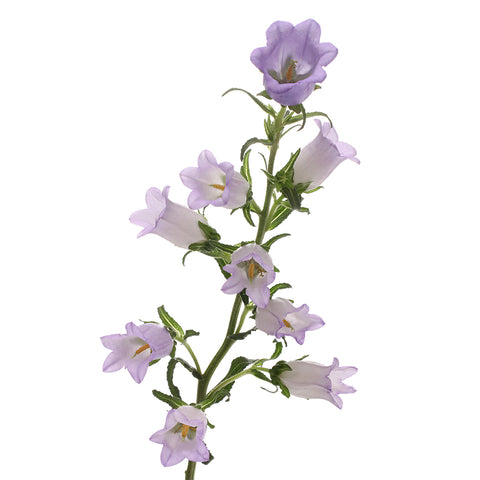 CAMPANULA - LAVENDER