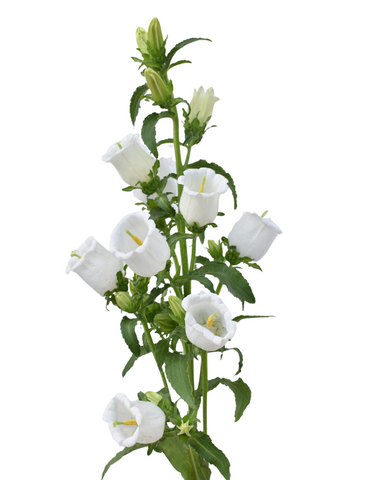 CAMPANULA - WHITE