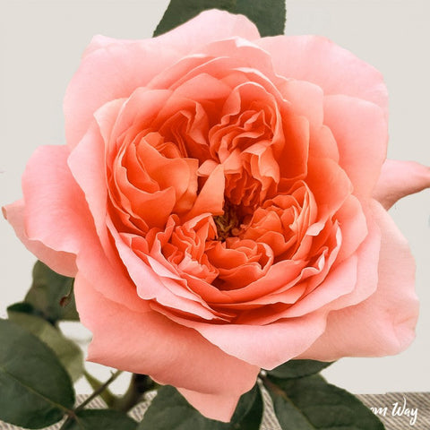 GARDEN ROSE - CORAL CANDY EXPRESSION