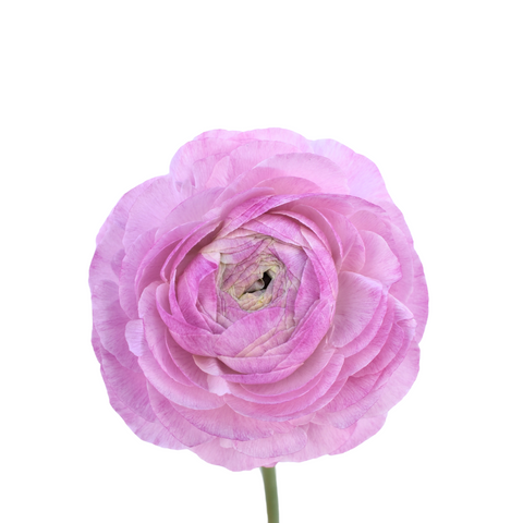 RANUNCULUS - LAVENDER