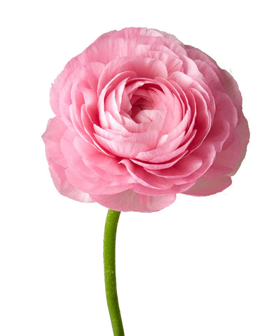 RANUNCULUS - PINK