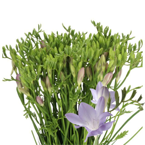 FREESIA - LAVENDER