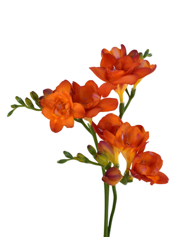 FREESIA - ORANGE