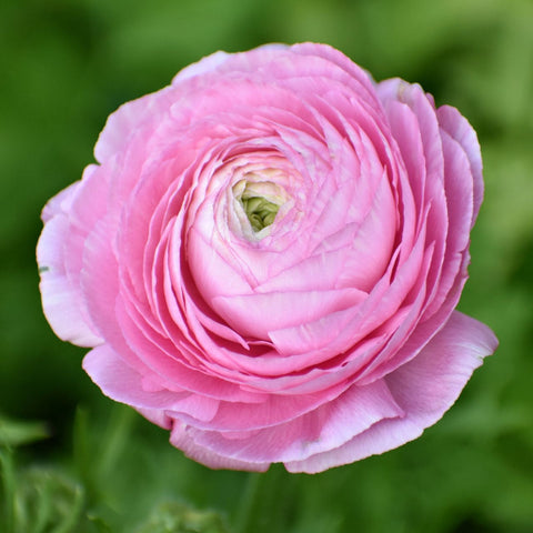 RANUNCULUS - PINK