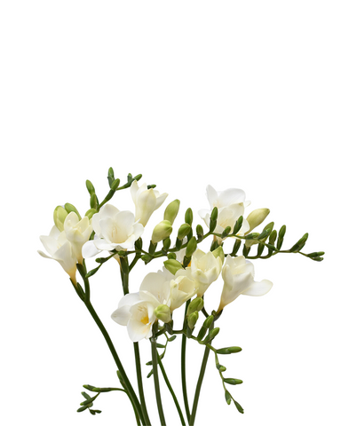 FREESIA - WHITE