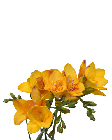 FREESIA - YELLOW