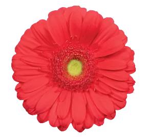 GERBERA - CORAL